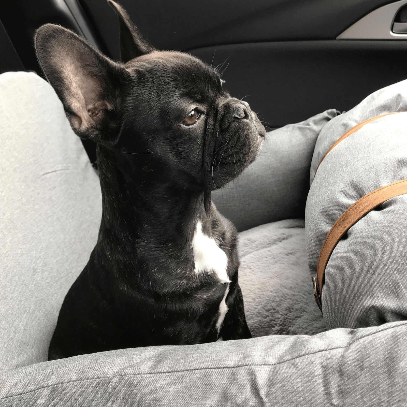 Premium Dog Booster Seat for Small Pets - Image 6