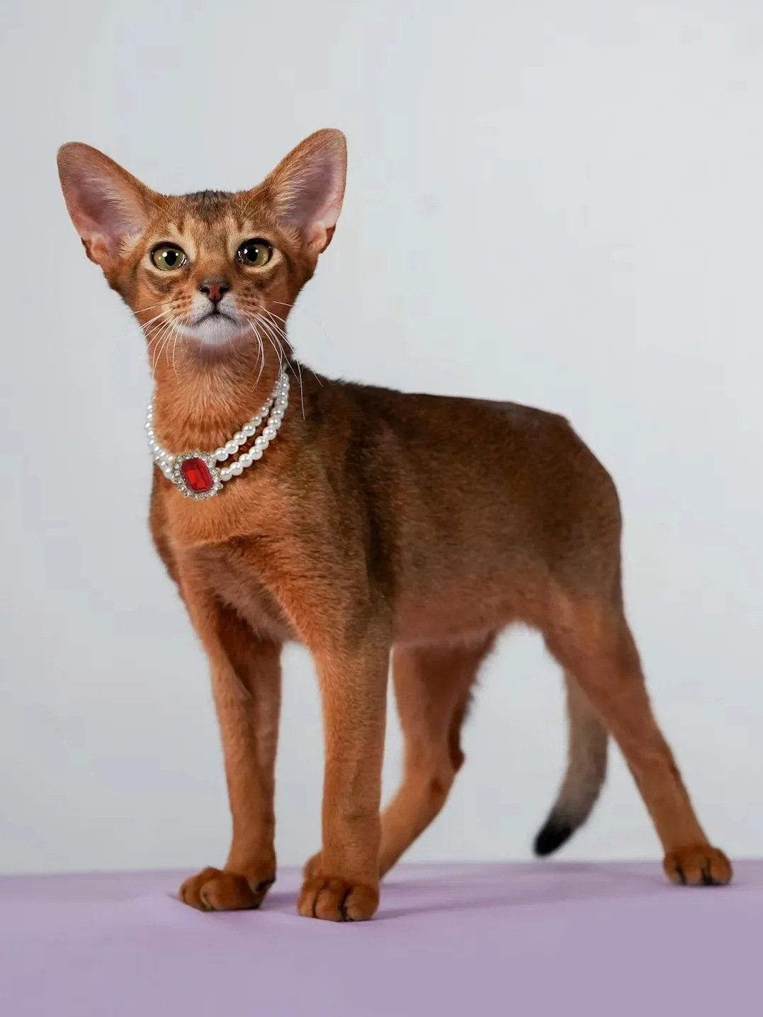 3-pcs Red Diamond Double Strand Pearl & Rhinestone Pet Necklace - Luxury Collar for Cats & Dogs Size S (20-26CMCM) - Image 3